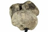 Fossil Mosasaur Vertebra w/ Metal Stand - Texas #316032-4